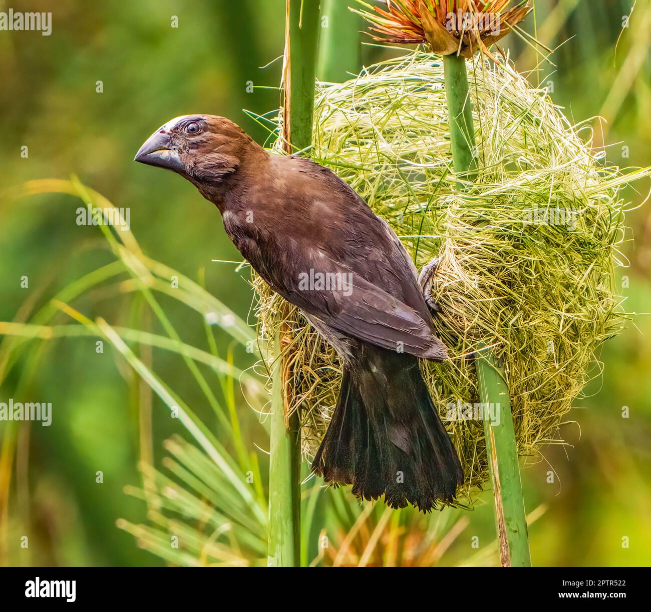Weaver con fattura spessa Foto Stock