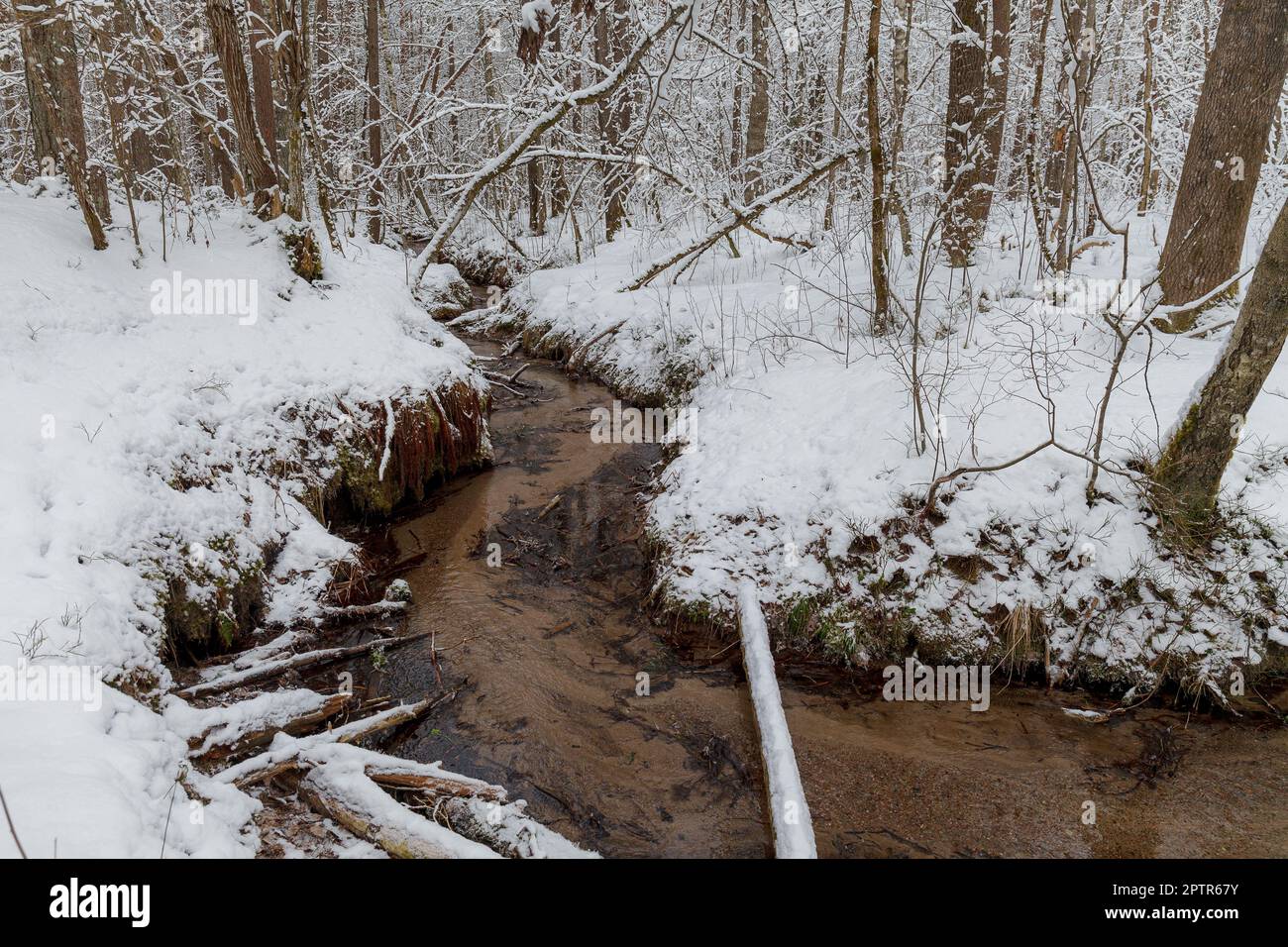 Piccolo torrente di vita nella foresta. Paesaggio invernale foresta fluviale. Scenario del fiume innevato. Estonia. Foto Stock