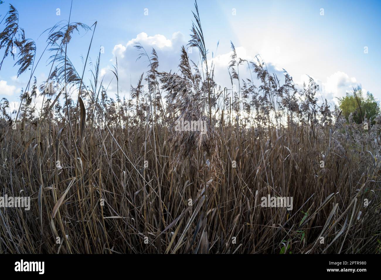 Steli di lamella asciutti (Phragmites australis) come sfondo. Foto Stock