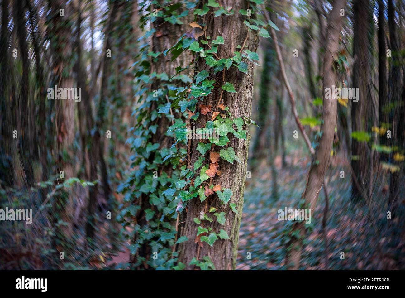 Tronco d'albero coperto di edera. Sfondo. Profondità di campo bassa. Bokeh vortice. Foto Stock