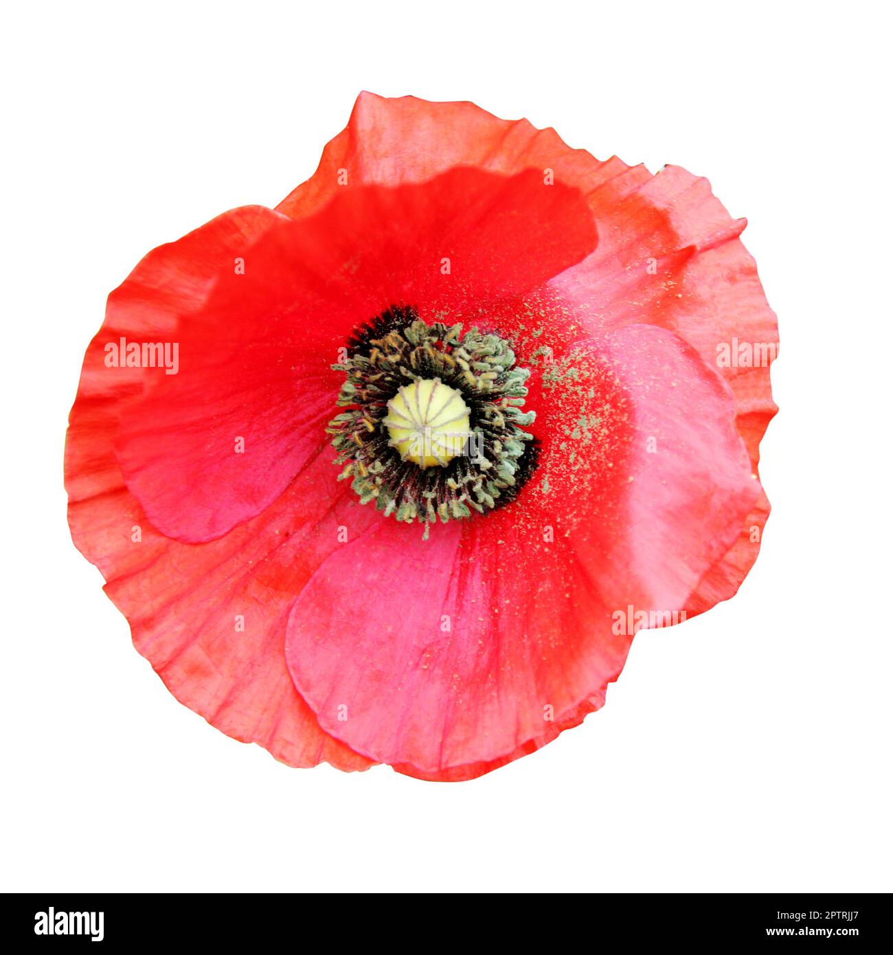 Un singolo fiore di papavero, tagliato su uno sfondo bianco Foto Stock