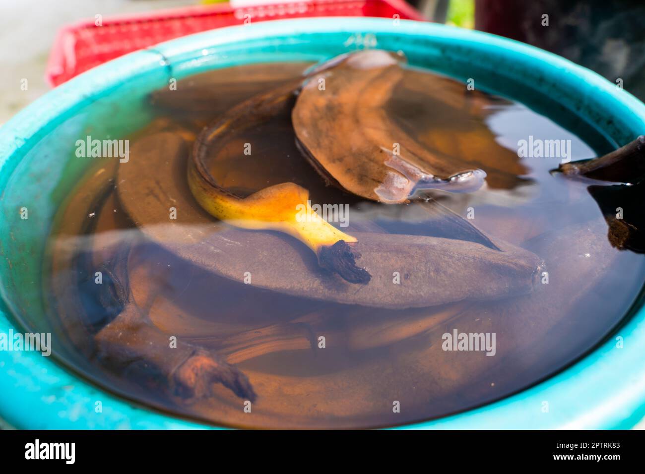 Buccia di banana imbevuta in acqua, primo piano. Riciclare i rifiuti alimentari nel giardinaggio. Uso razionale delle risorse Foto Stock