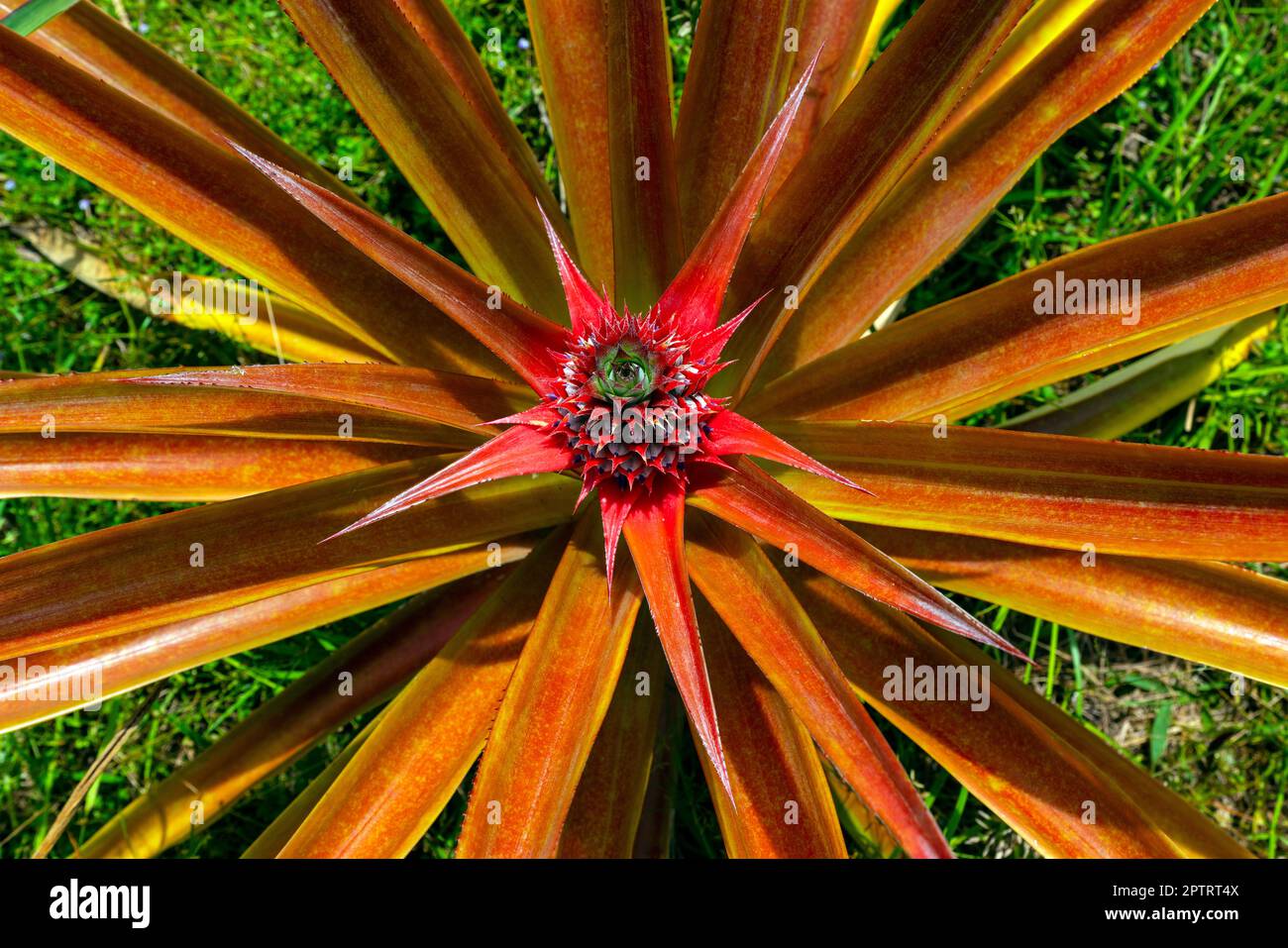 Ananas (ananas comosus), frutteto di Sandakan, Sabah, Borneo, Malesia orientale. Foto Stock