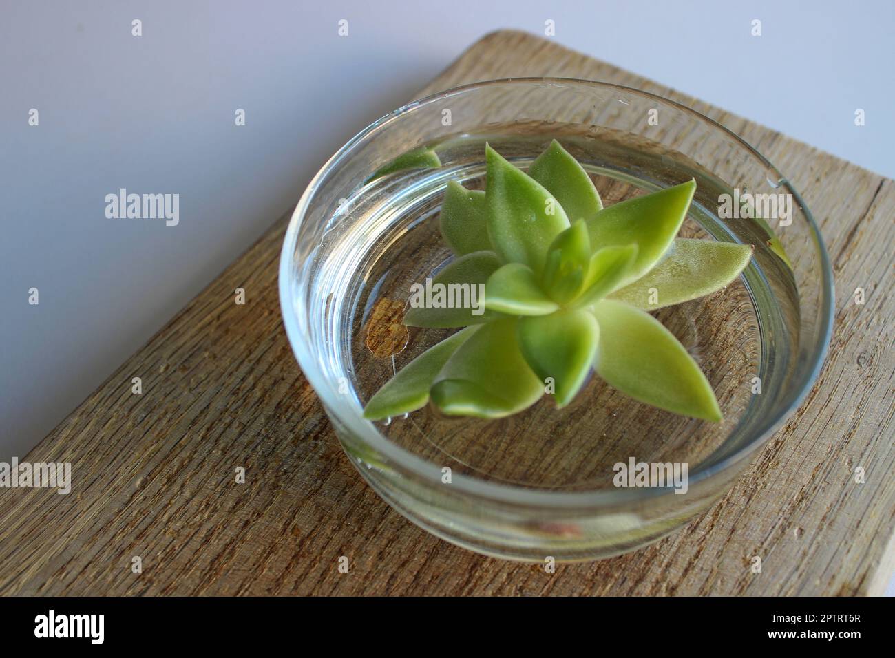 Piantare germogli con foglie succulente in una ciotola di vetro d'acqua su un asse di legno Foto Stock