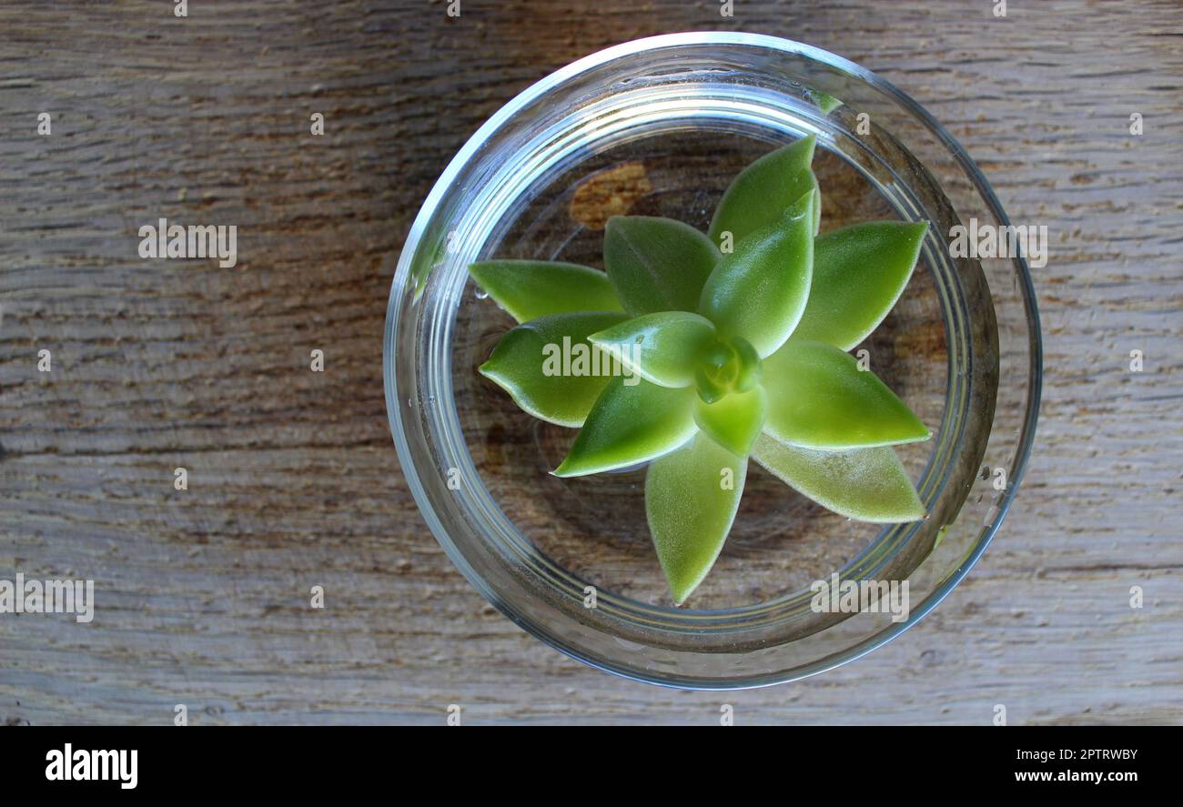 Vista dall'alto di una pianta giovane in acqua all'interno di una lastra di vetro su una superficie di legno Foto Stock