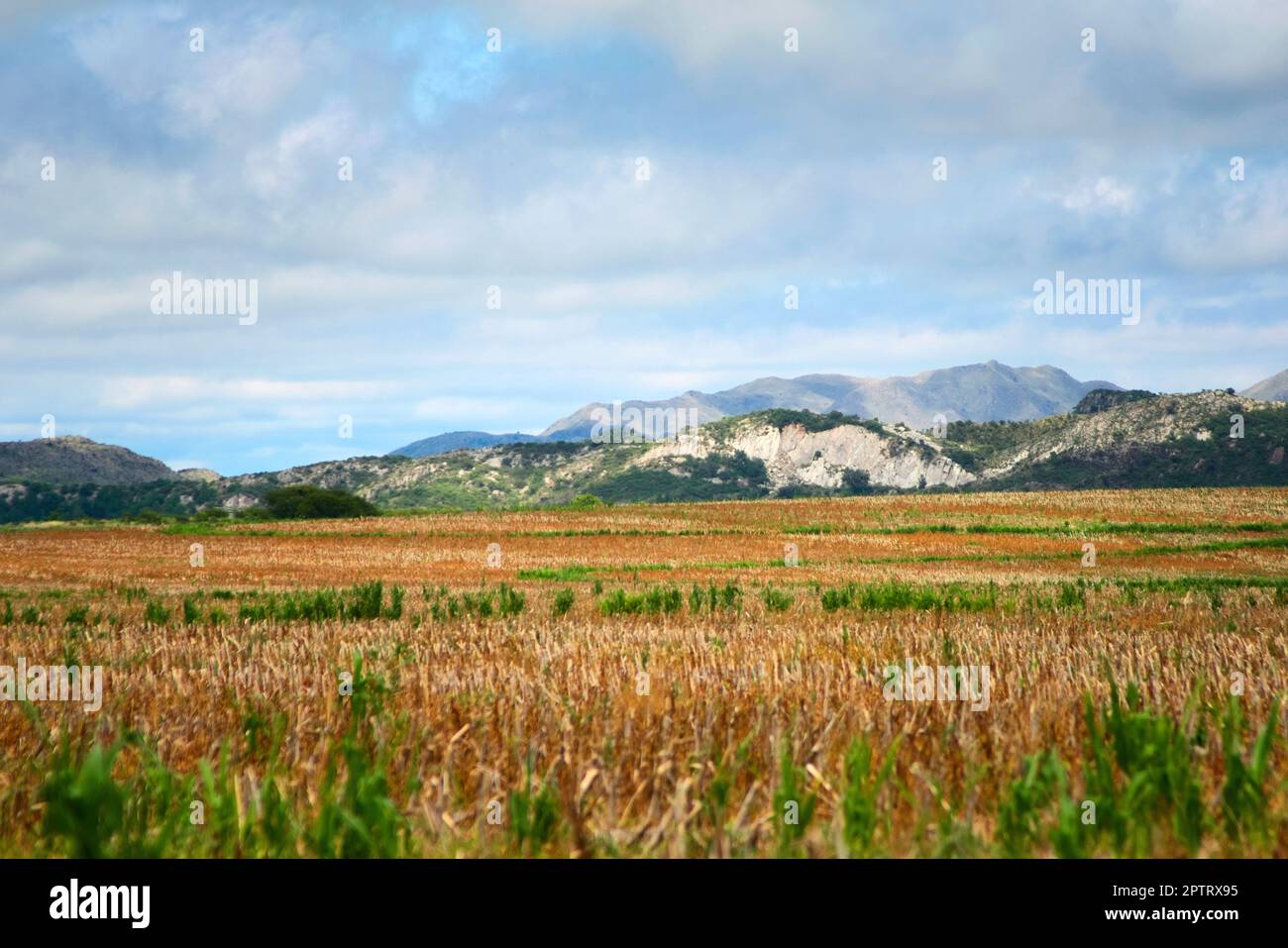 Campo di mais raccolto a San Luis, Argentina. Foto Stock