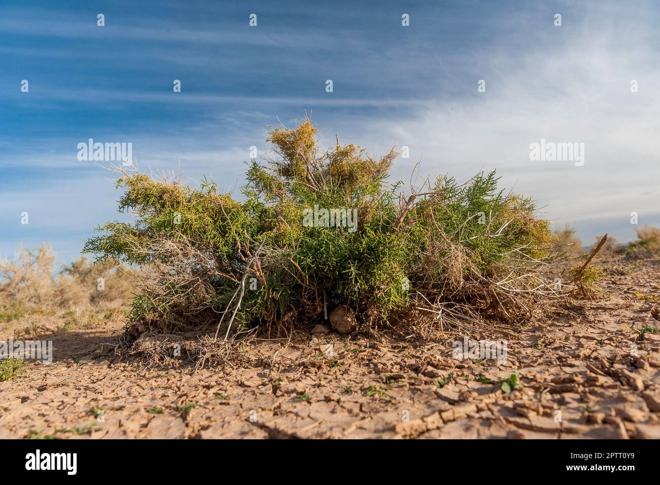 Primo piano di un albero di saxaul nella steppa o semi-deserto del Gobi, Mongolia, Asia centrale Foto Stock