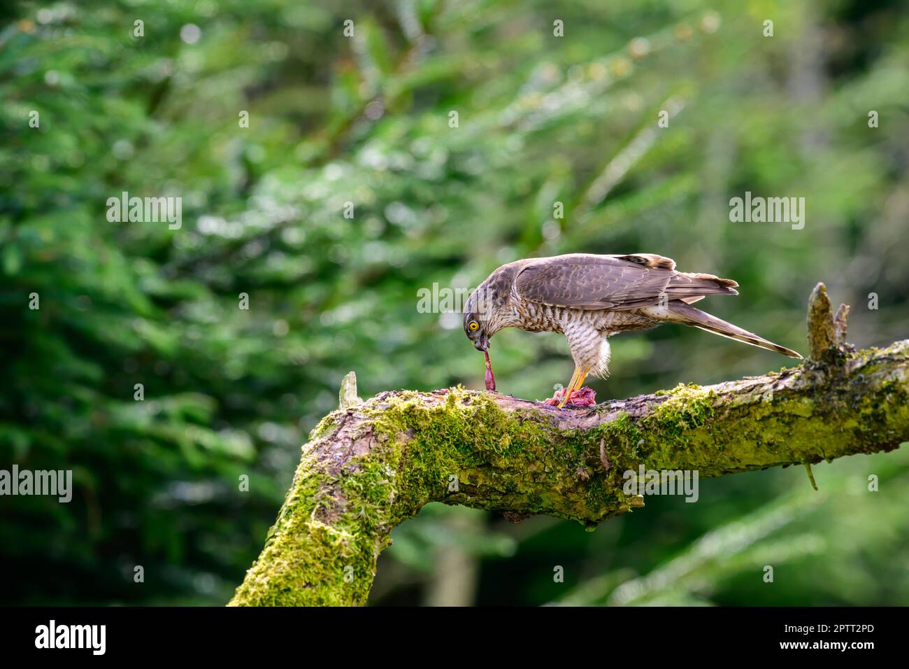 Sparrowwk, Accipiter nisus, arroccato su un ramo di albero coperto di muschio che mangia preda catturata Foto Stock