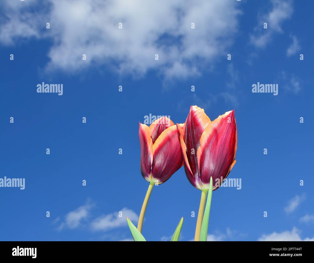 tulipani contro il cielo blu Foto Stock