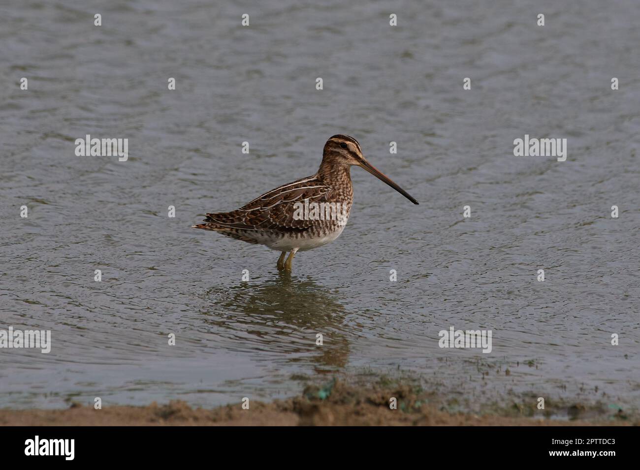 Gallinago gallinago, Bekassine, comune snipe Foto Stock