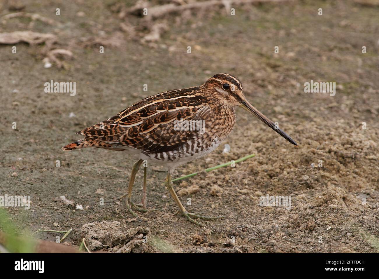 Gallinago gallinago, Bekassine, comune snipe Foto Stock