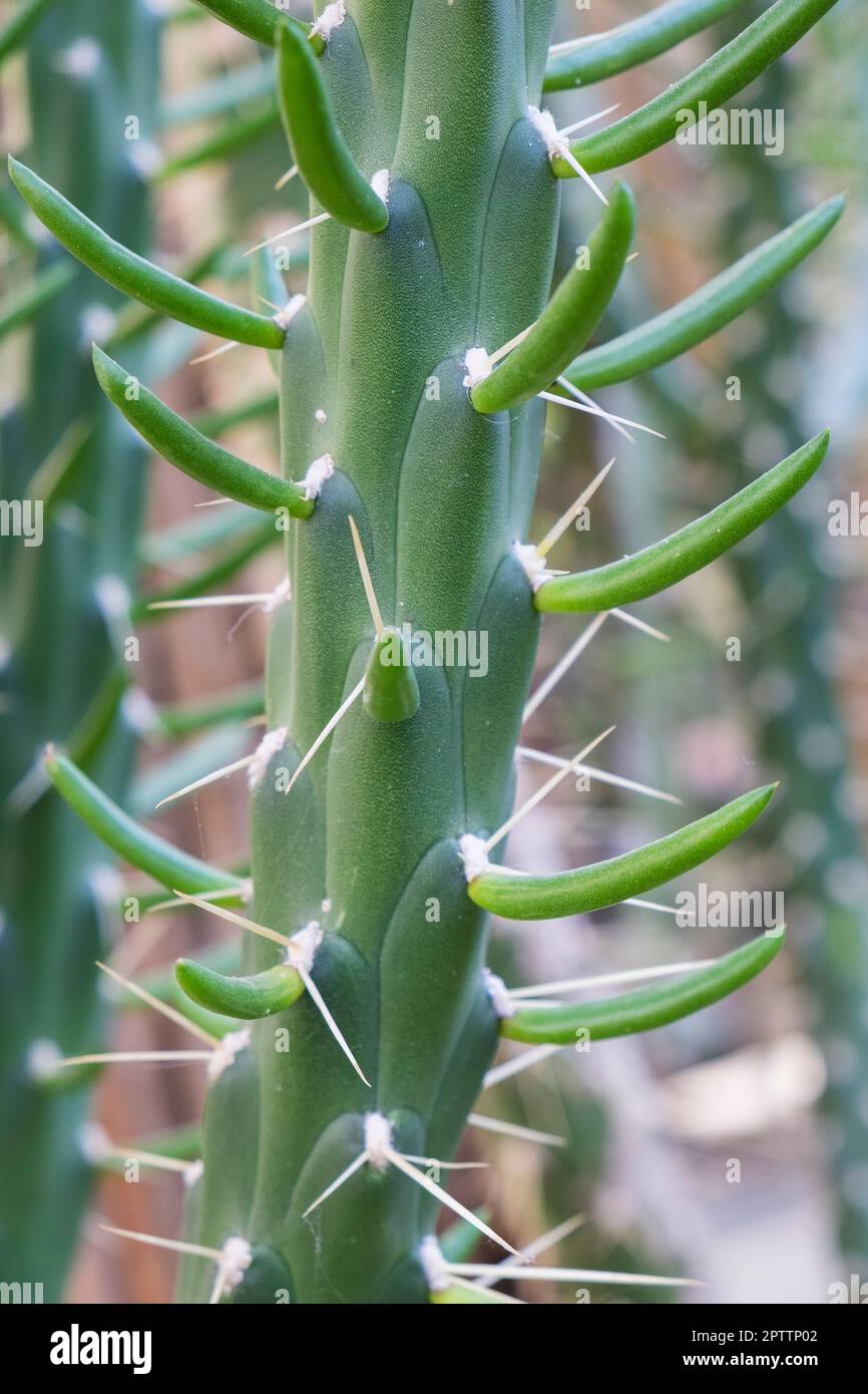 Spagna, Madrid, Real Jardín Botánico, Giardino Botanico, Cactus, Heliocereus speciosus Foto Stock