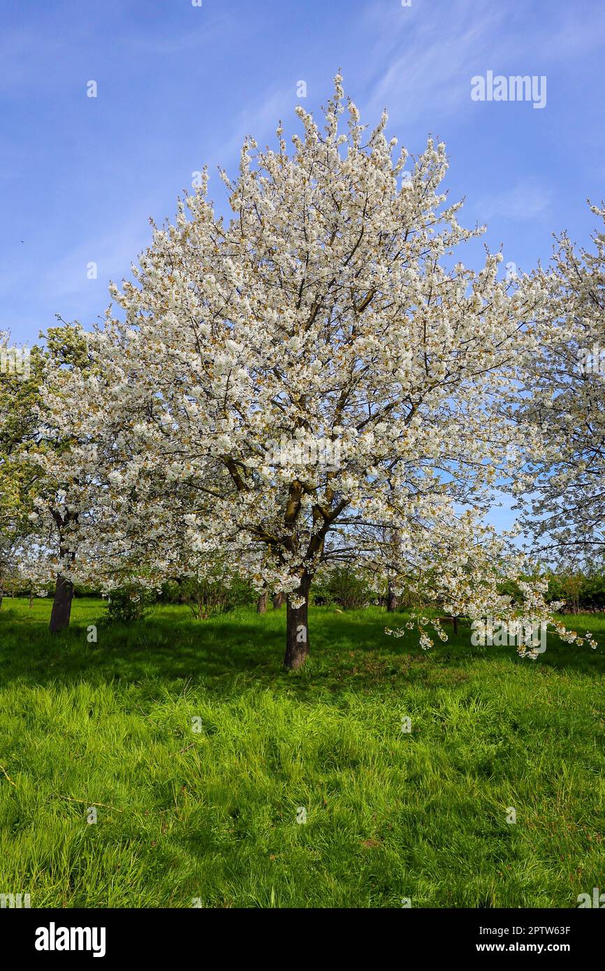 27.04.2023, Xanten, Nordrhein-Westfalen, Deutschland - Die Streuobstwiesen am RVR-Besucherzentrum NaturForum Bislicher Insel erhalten das Prädikat 'Vo Foto Stock