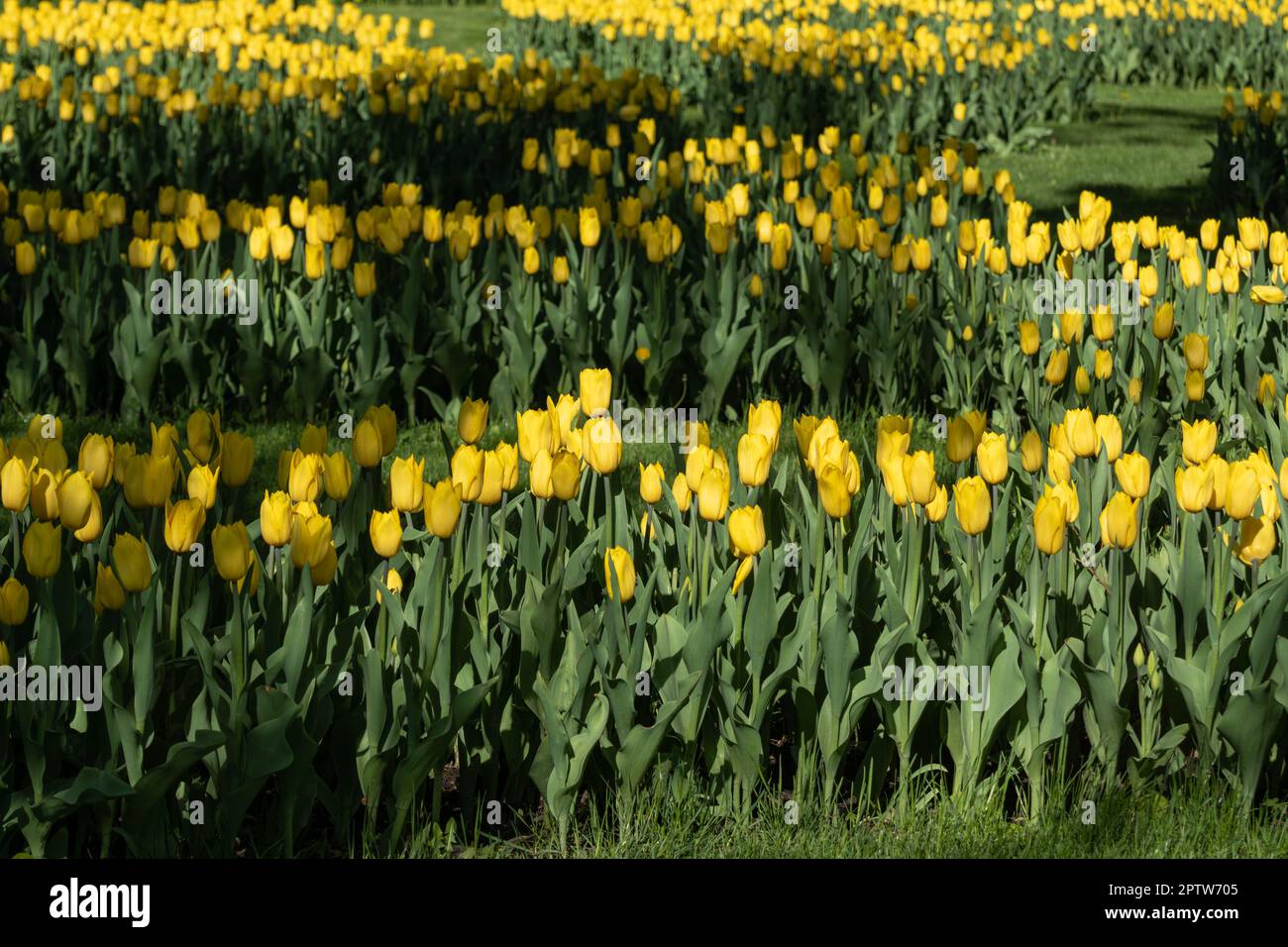 Tulipani gialli fiori con verde, primo piano campo con sfondo verde sfocato, fiore di primavera Foto Stock