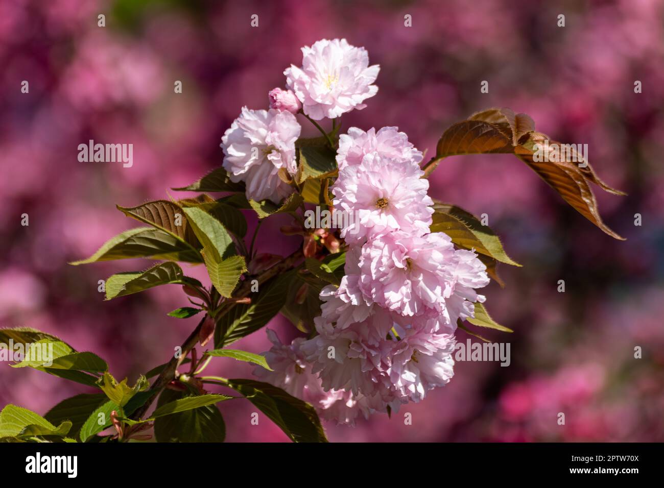Fiori di sakura rosa che fioriscono su rami con foglie verdi e fuoco selettivo, sfondo floreale vivace e sfocato. Primo piano del giardino primaverile soleggiato Foto Stock