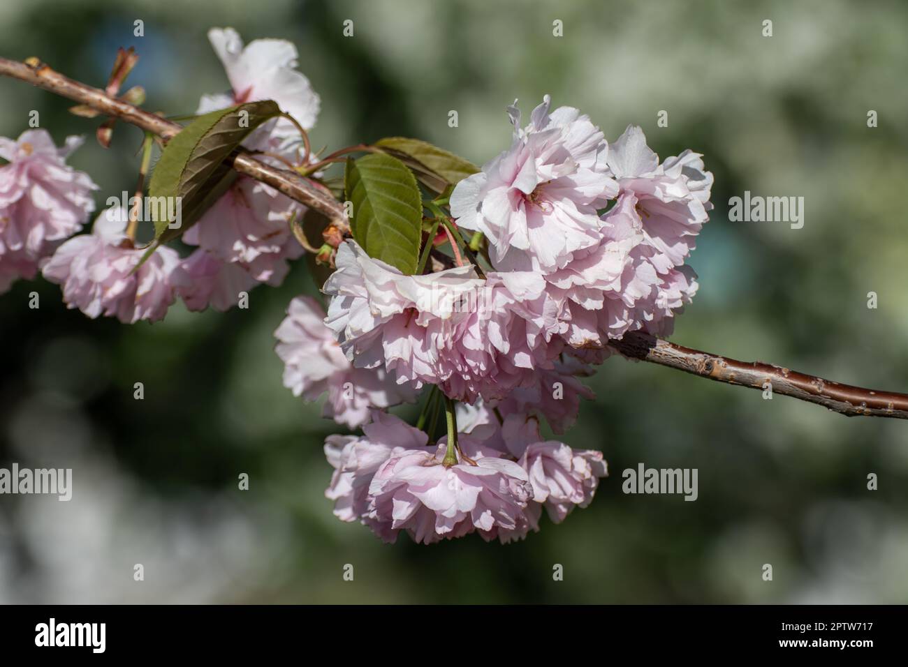 Fiori sakura rosa ramo fiorente con foglie verdi e fuoco selettivo, sfondo verde sfocato. Primo piano del giardino primaverile soleggiato Foto Stock