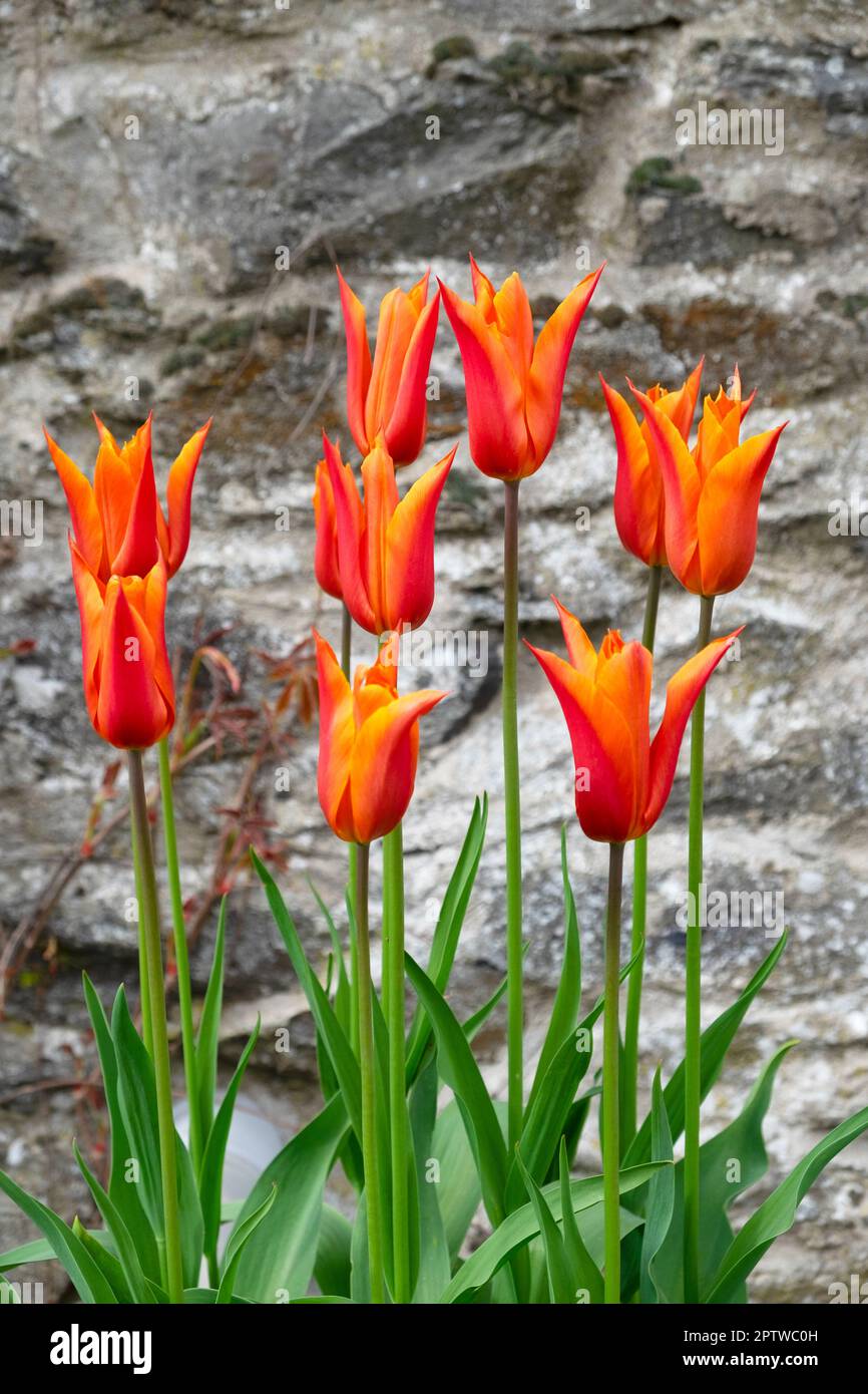 Tulipani arancioni fioriscono in aprile fiori primaverili contro un muro di pietra sullo sfondo di una casa nel Carmarthenshire Galles Regno Unito Gran Bretagna KATHY DEWITT Foto Stock