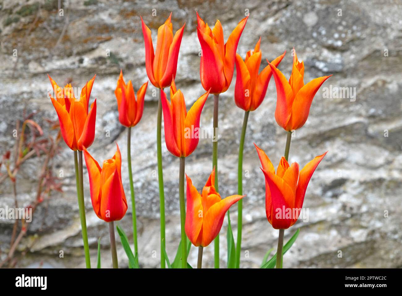 I tulipani di Orange Ballerina fioriscono in aprile la primavera fiorisce contro un muro di pietra di una casa nel Carmarthenshire Galles Regno Unito Gran Bretagna KATHY DEWITT Foto Stock