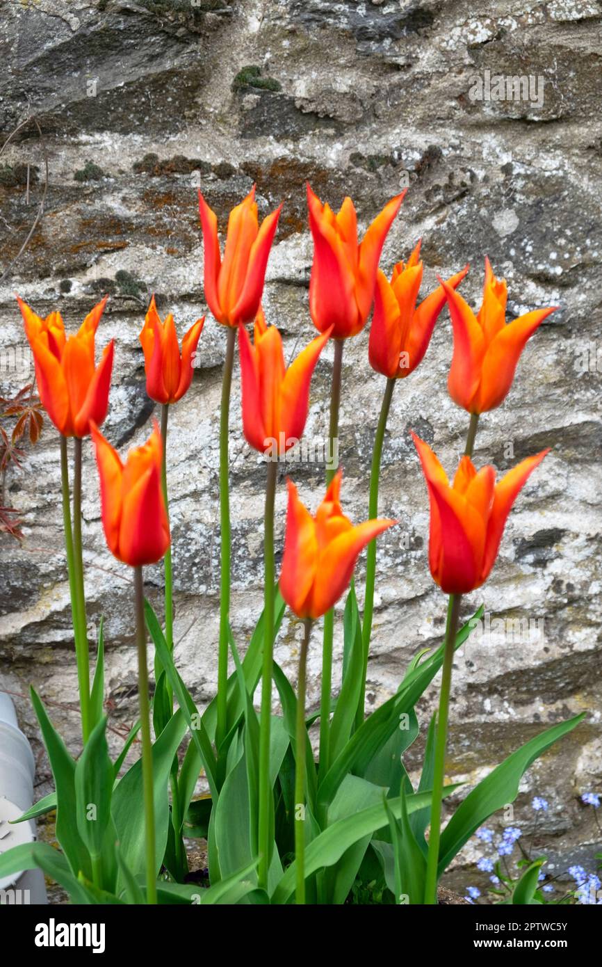 Tulipani arancioni fioriscono in aprile fiori primaverili contro un muro di pietra sullo sfondo di una casa nel Carmarthenshire Galles Regno Unito Gran Bretagna KATHY DEWITT Foto Stock