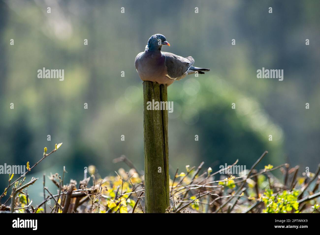 Un piccione di legno appollaiato su un palo, Arnside, Milnthorpe, Cumbria, Regno Unito Foto Stock