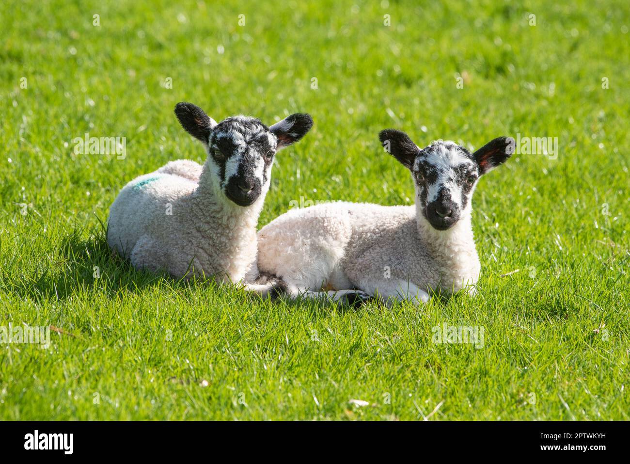 Un paio di agnelli Mule, Chipping, Preston, Lancashire, UK Foto Stock