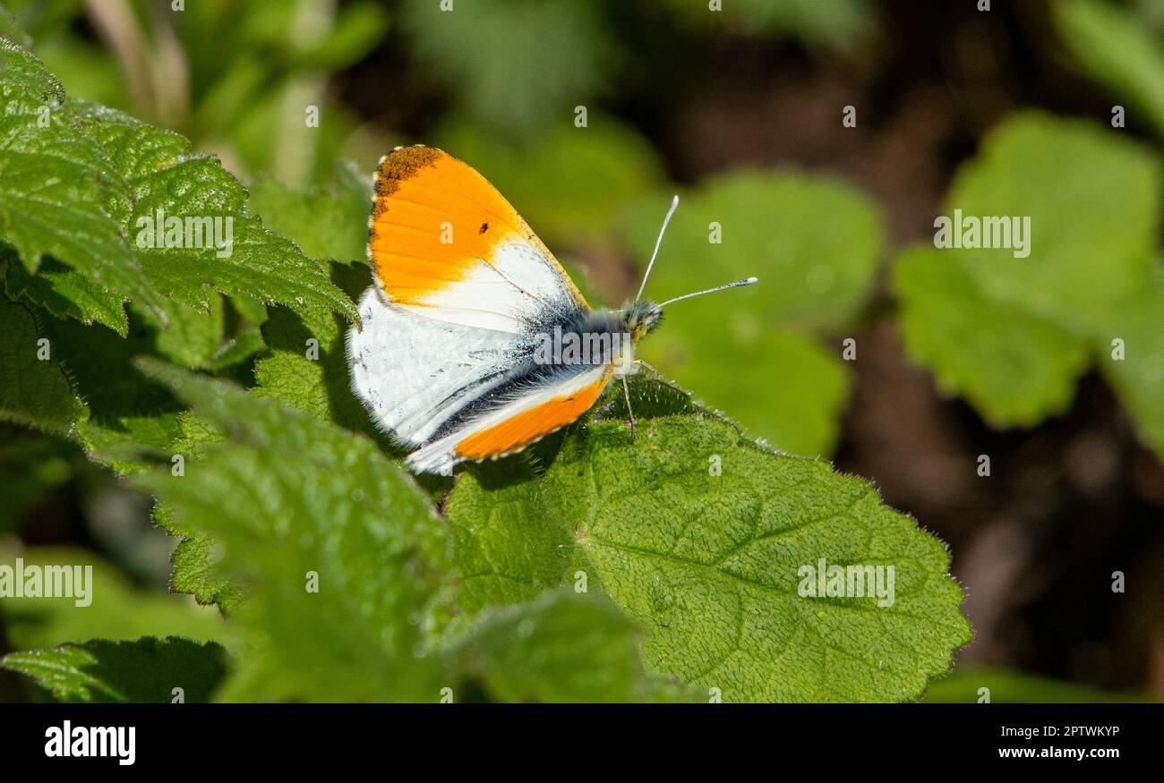Una farfalla dalla punta arancione, Chipping, Preston, Lancashire, Regno Unito Foto Stock