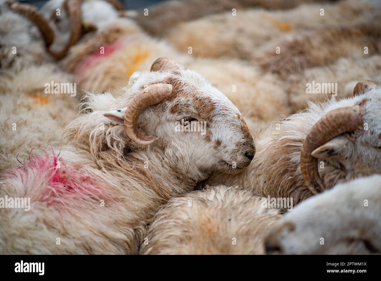 Primo piano degli agnelli della montagna gallese, Market Drayton, Shropshire, Regno Unito. Foto Stock