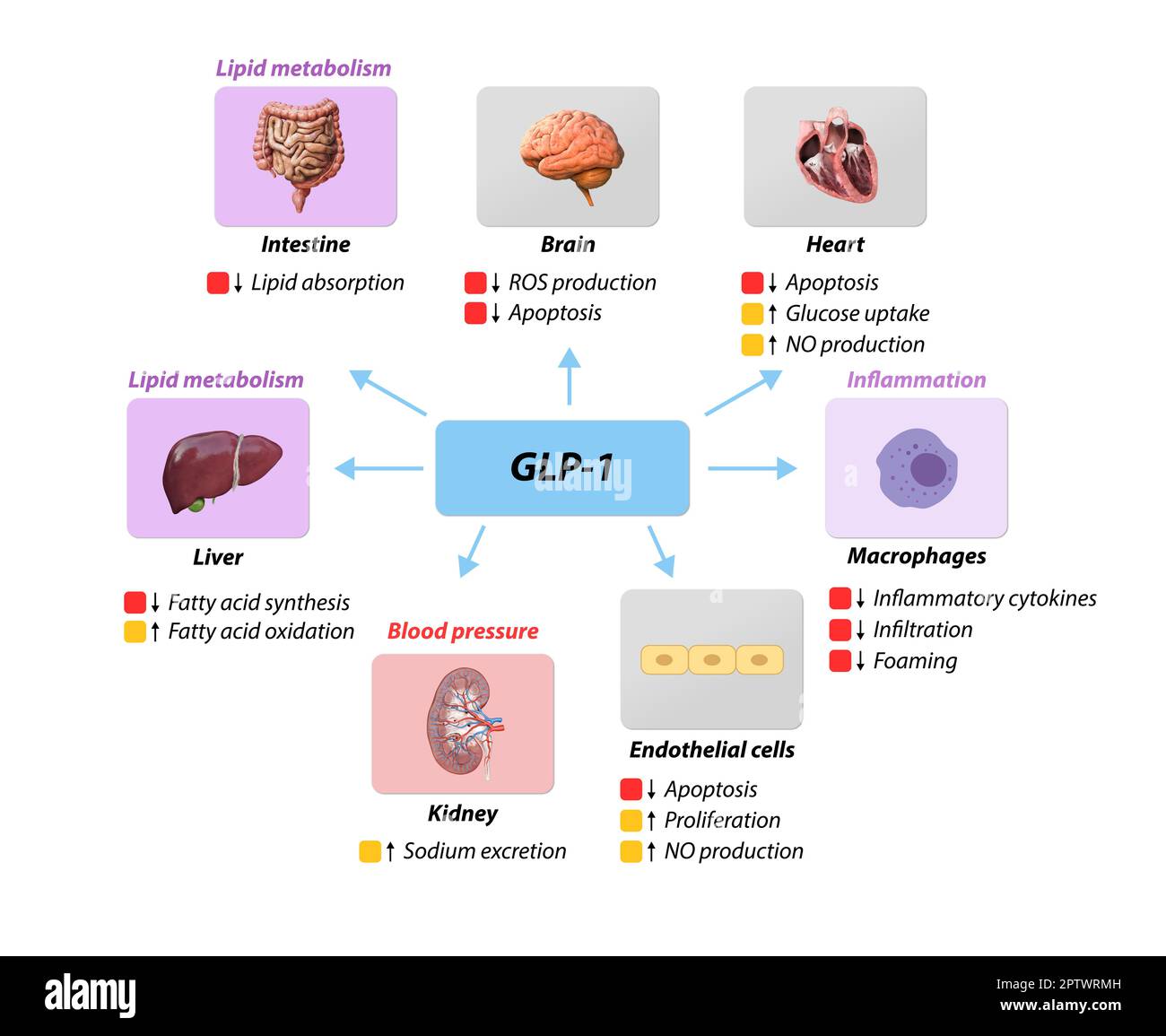 Il peptide glucagone-like 1 GLP-1 previene le complicazioni macrovascolari, la malattia coronarica, il metabolismo lipidico, l'infiammazione della pressione sanguigna, il bue nitrico Foto Stock