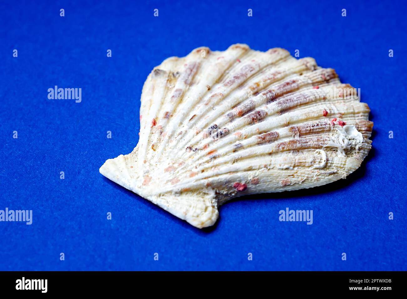 La conchiglia del capesante o del mitile pellegrino (Pecten maximus) Foto Stock