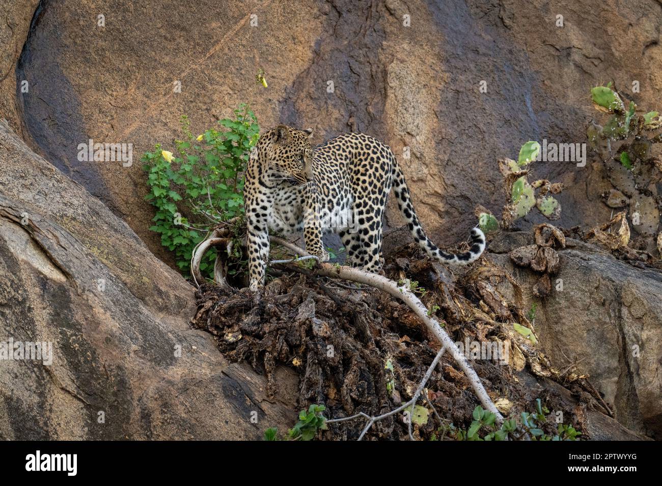 Leopard si trova sul ramo su un dondolo ripido Foto Stock