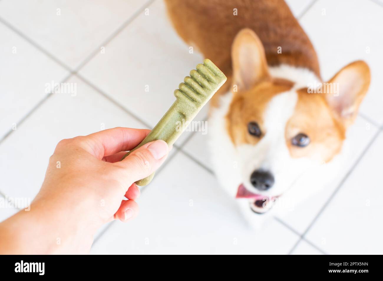 Concetto di cura dentale del cane. Trattamenti dentali per cani. Prodotti per cani Foto Stock