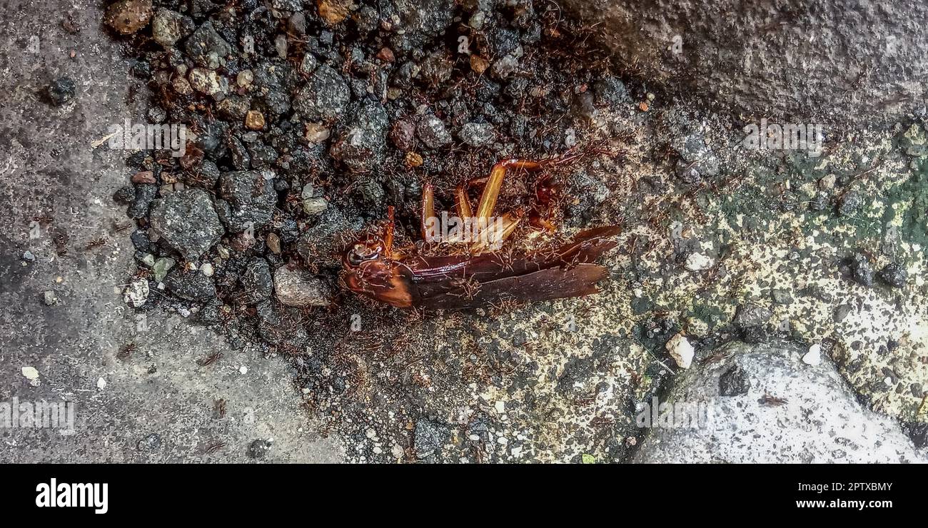 uno scarafaggio morto sul pavimento coperto di formiche Foto Stock