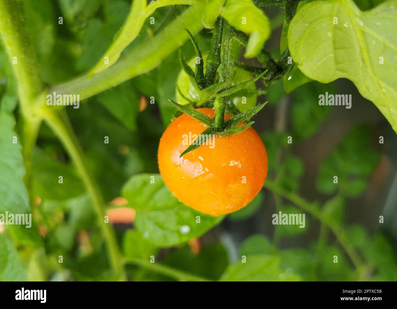 Tomaten, leckere Früchte aber leider noch nicht Reif Foto Stock