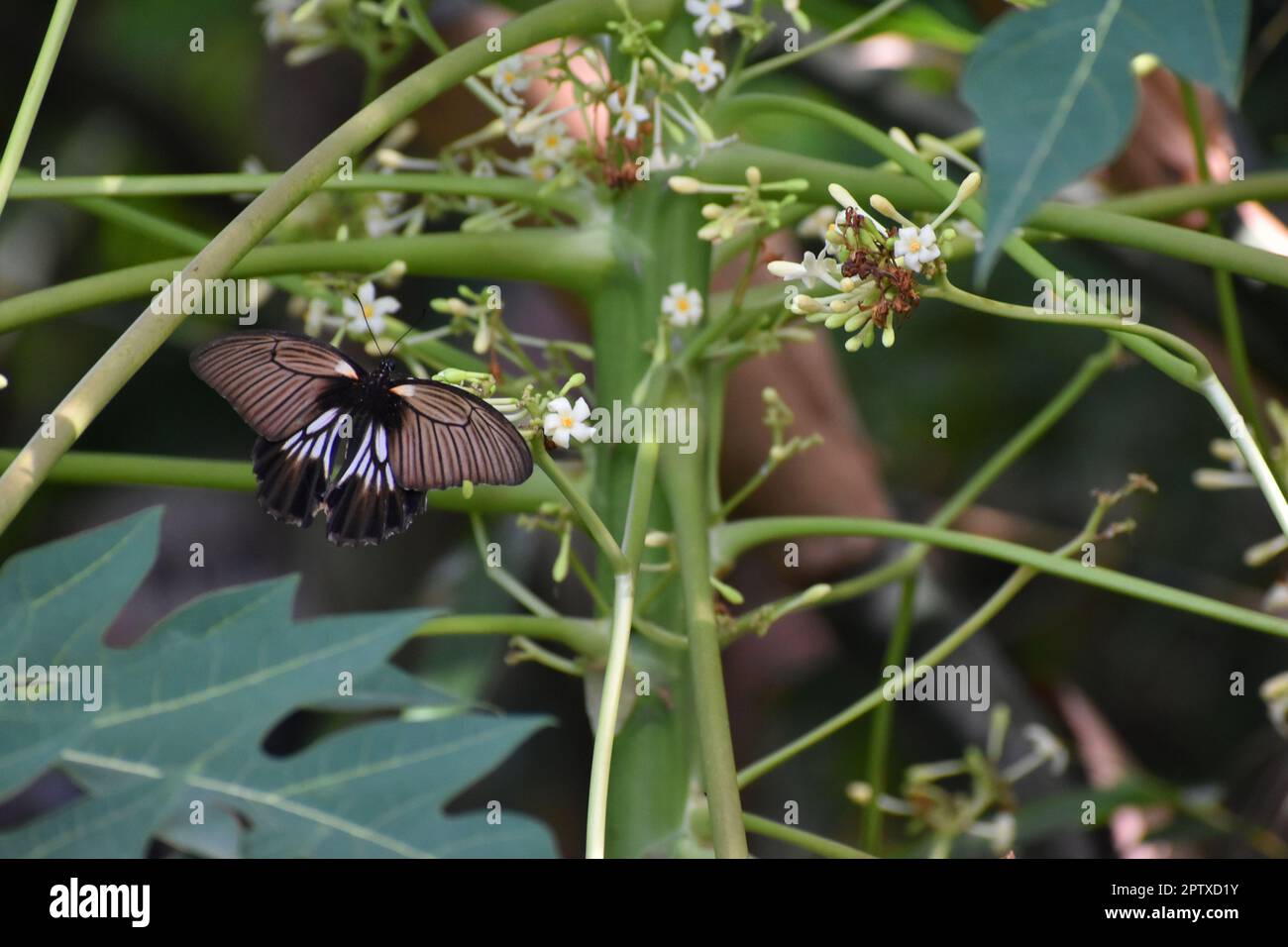 Grande farfalla mormon in visita papaya fiore. Java, Indonesia. Foto Stock