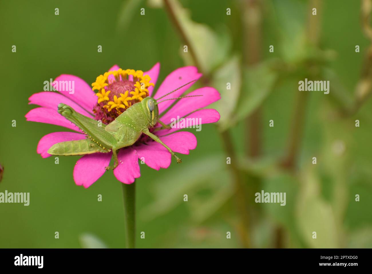 Riposo della cavalletta giavanese sub-adulto sul fiore di Zinnia. java, Indonesia. Foto Stock