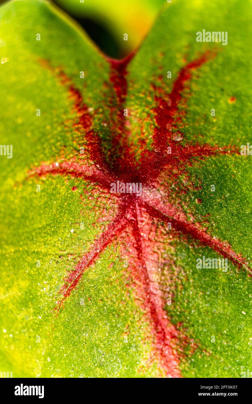 Vista ritratto delle foglie di Caladio con vena viola e rosso su verde. Foglie tropicali. Monstera foglia vegetale ed elegante foglia di bonnie colore Caladium bicolo Foto Stock