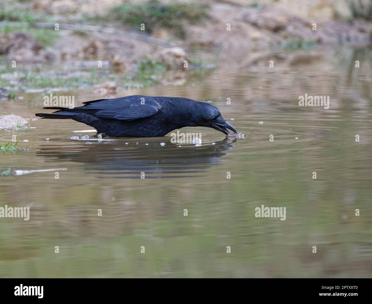 Carrion Crow (Corvus corone) cattura alcuni rospi europei (Bufo bufo) in un laghetto boschivo, Forest of Dean, Gloucestershire, UK, marzo. Foto Stock