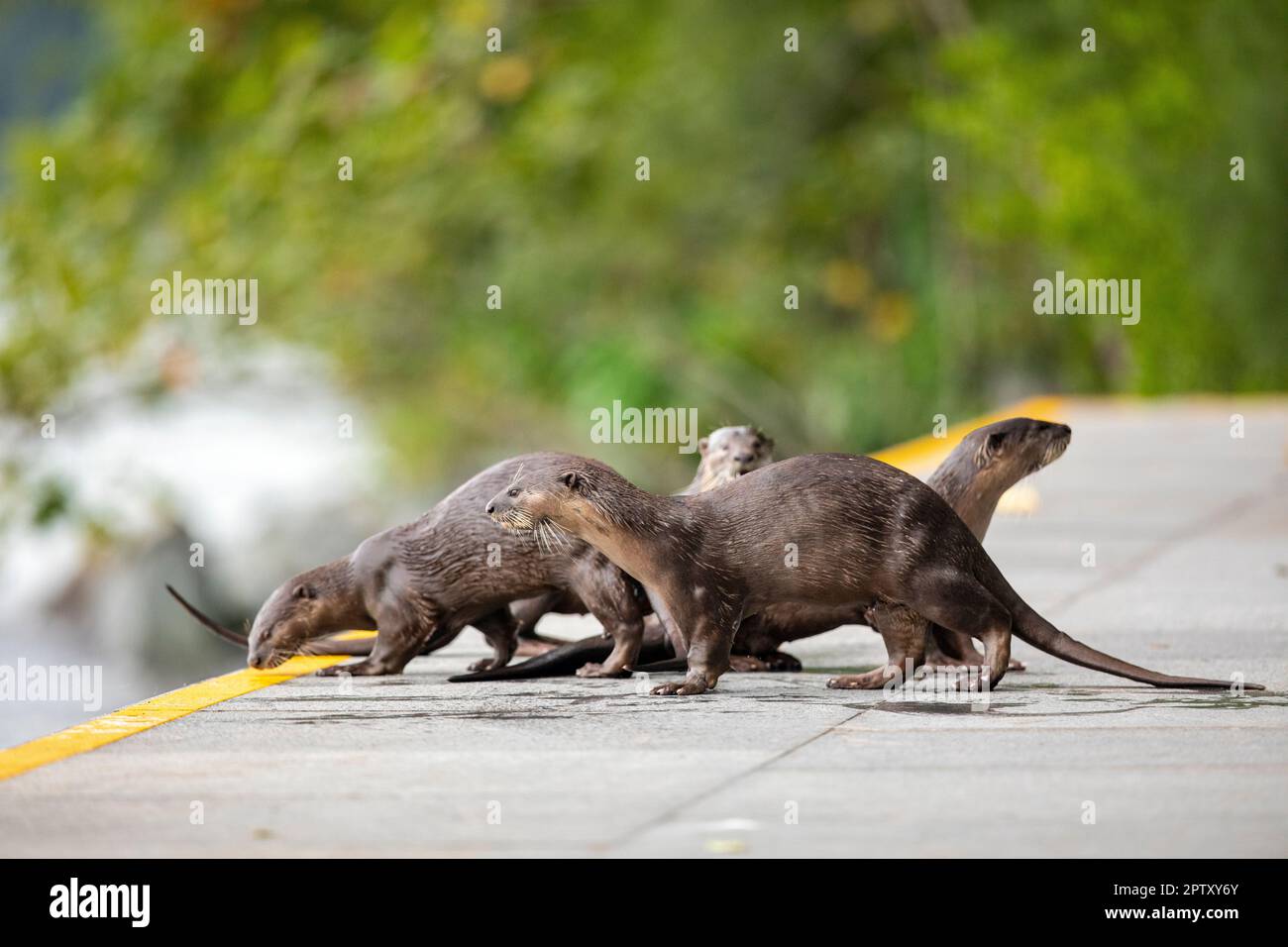 Famiglia di lontre rivestite lisce profumo che segna il loro territorio su un'isola passeggiata, Singapore Foto Stock