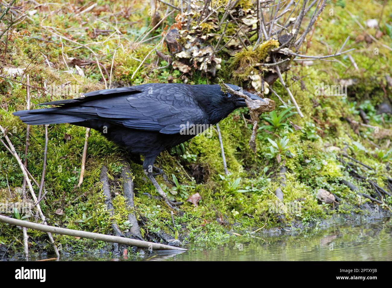 Carrion Crow (Corvus corone) con un rospo europeo (Bufo bufo) ha catturato in uno stagno durante la stagione di riproduzione, Forest of Dean, Gloucs, UK, marzo. Foto Stock