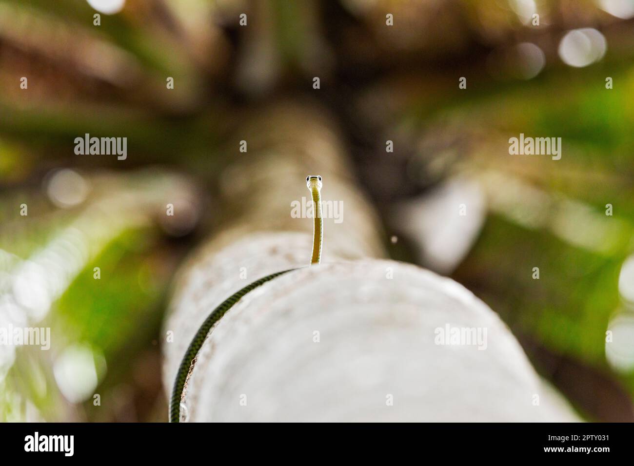 Il serpente Paradise Flying Tree si prepara a prendere il volo da una palma di cocco, Singapore Foto Stock