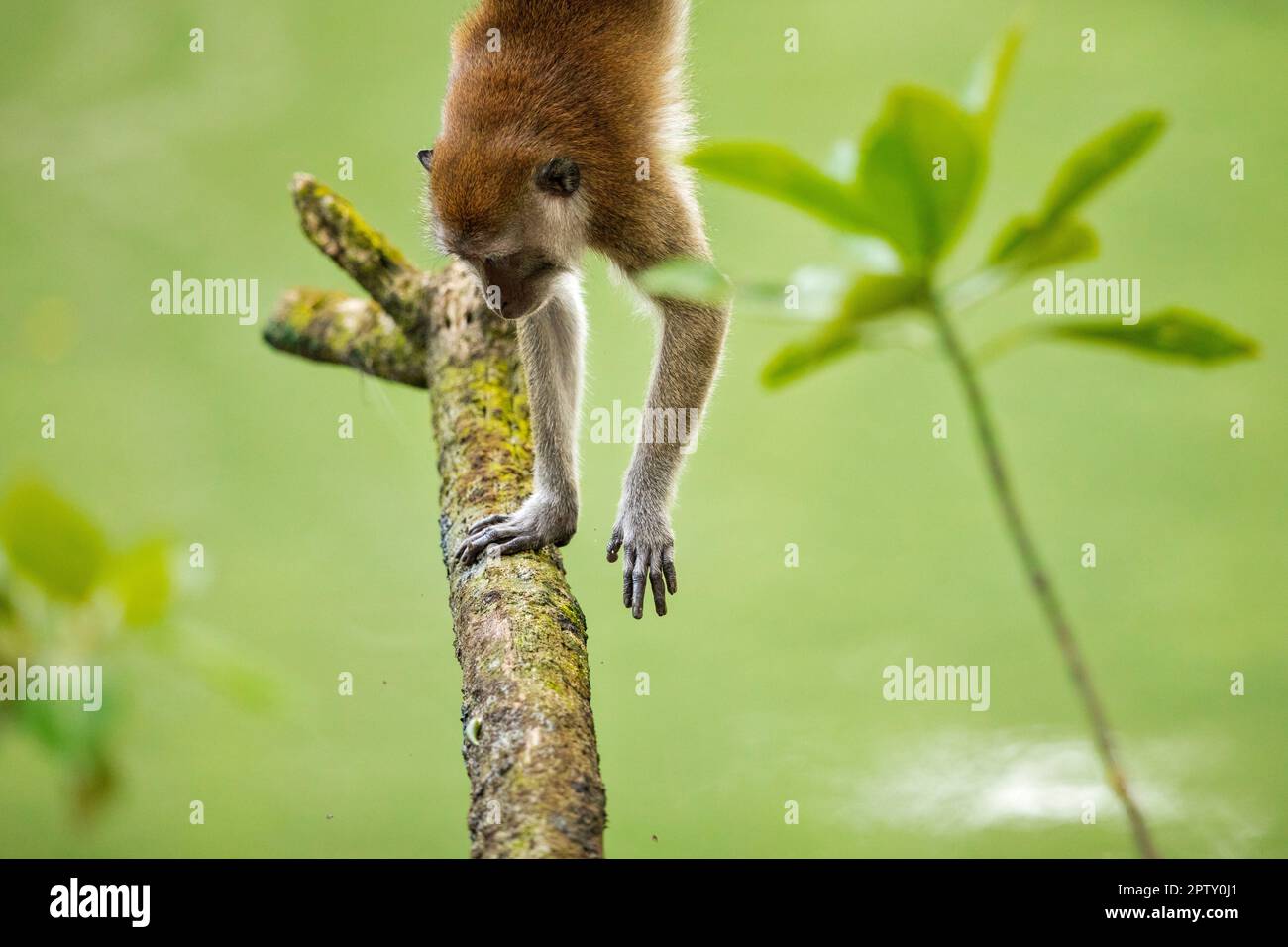 Il macaco dalla coda lunga scende su un albero mentre si percorre un fiume di mangrovie, Singapore Foto Stock