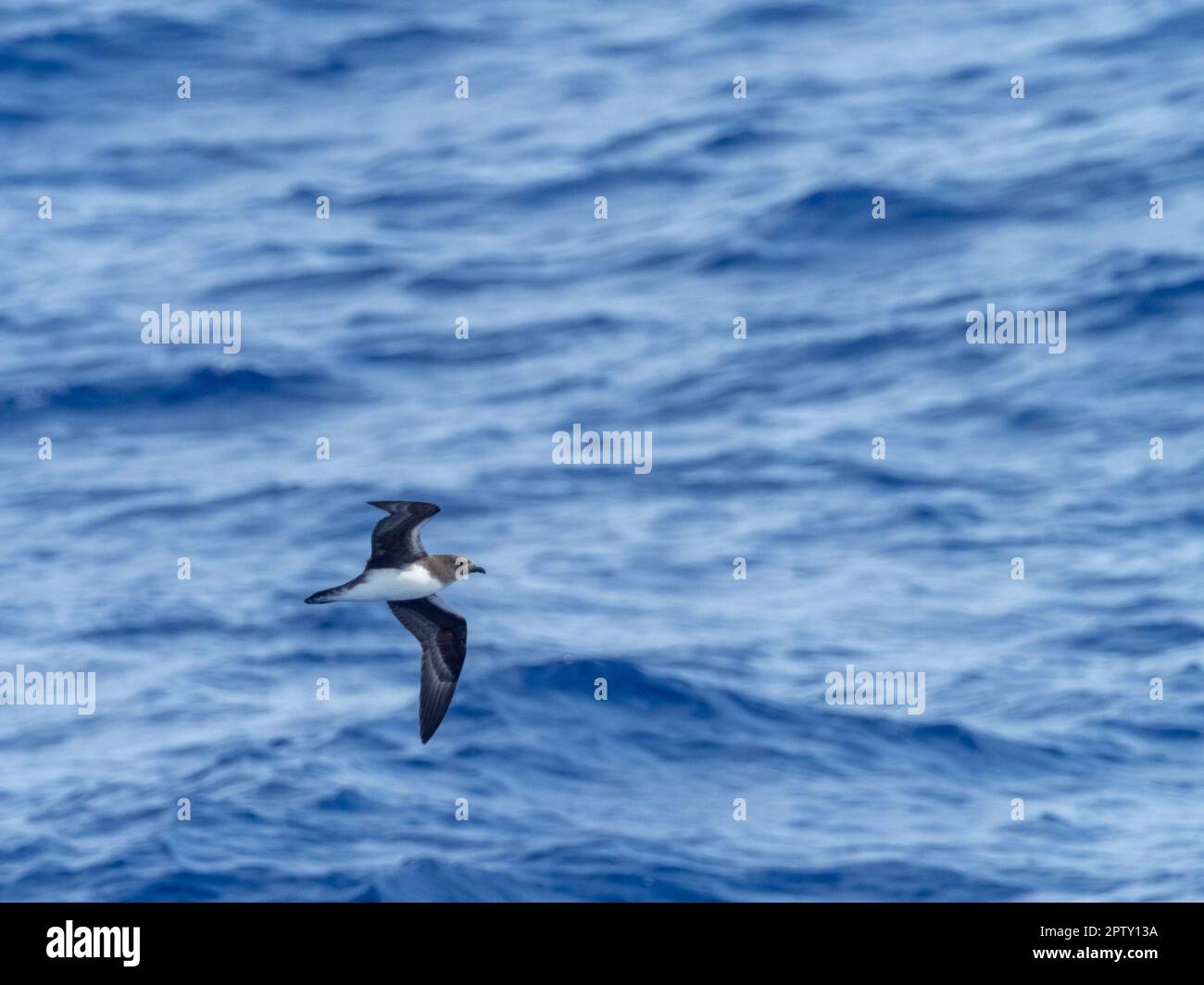 Phoenix Petrel, Pterodroma alba, un raro uccelli del mare trovato nel Pacifico meridionale intorno all'Atollo di Ducie Foto Stock