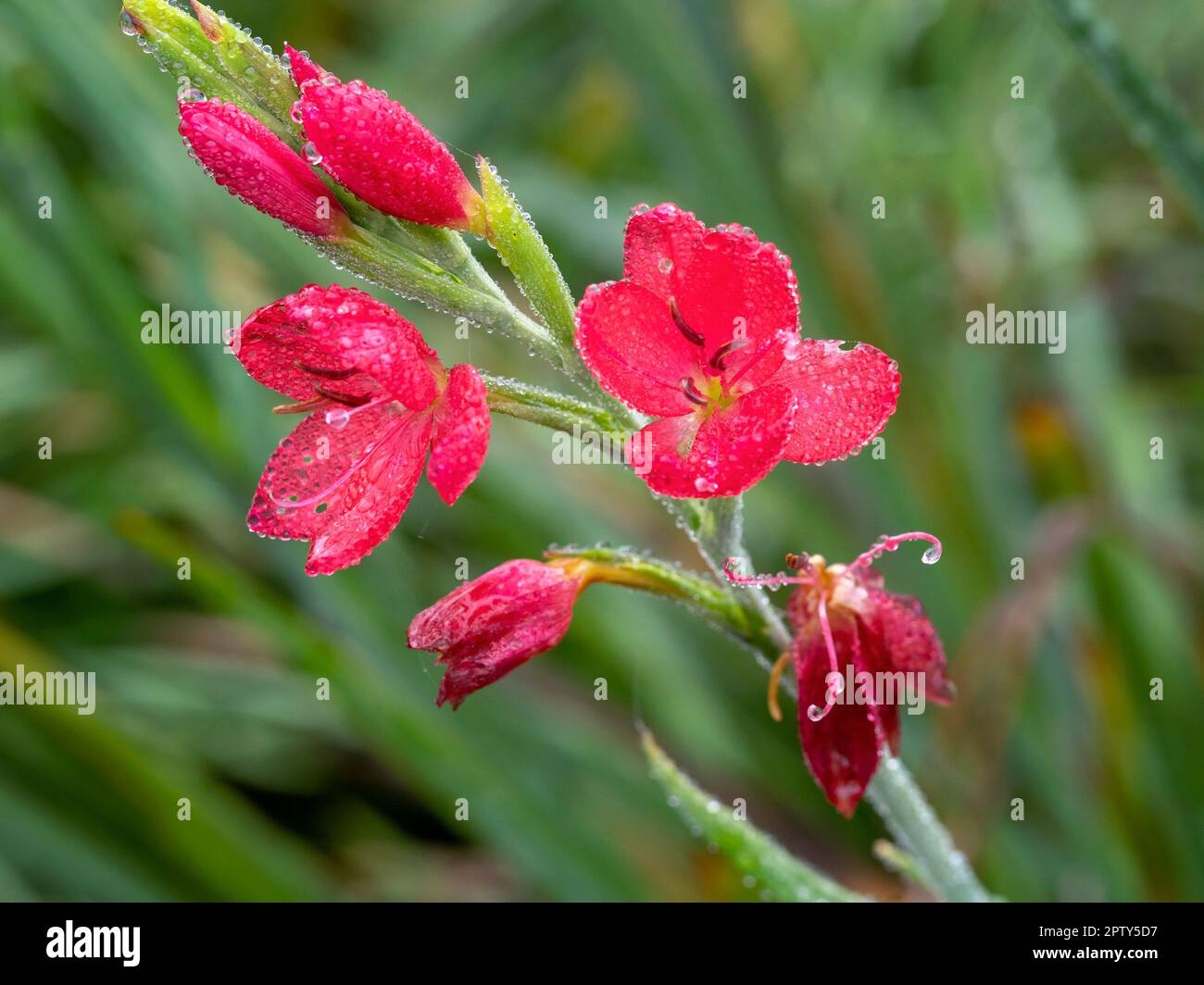 Primo piano di delicato rosso Hesperantha coccinea Oregon Tramonto fiori in una mattinata gelida Foto Stock