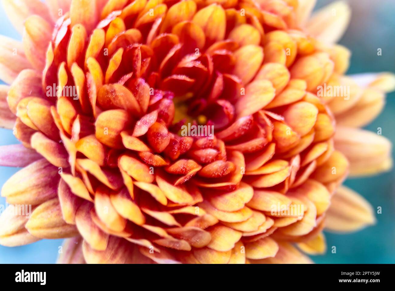 Modello di crisantemo nel parco dei fiori. Grappolo di fiori di crisantemo viola rosa. Una foto ravvicinata di un crisantemo giallo fiori. Fresco luminoso Foto Stock