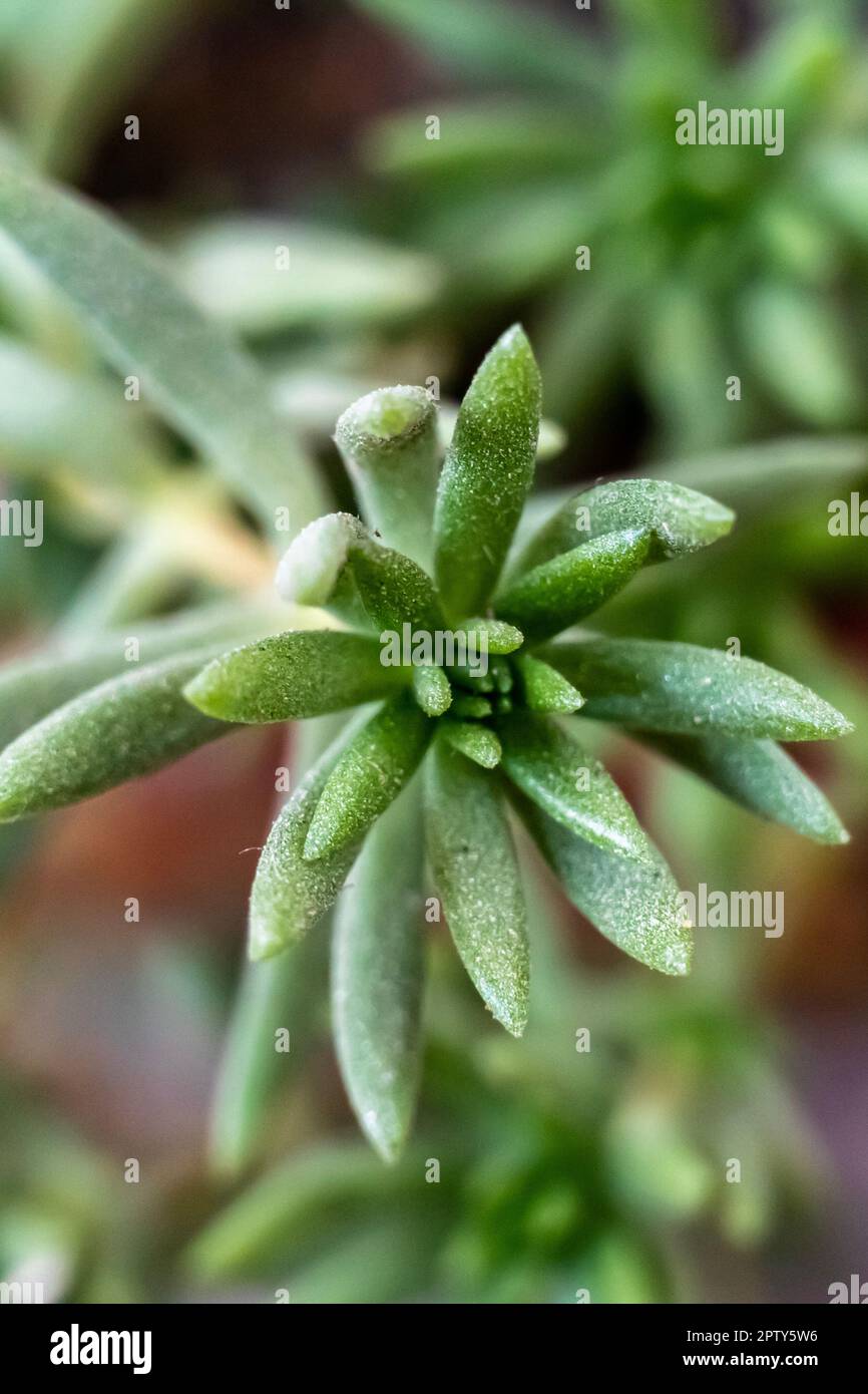 Ritratto di piante succulente, Giardinaggio. Primo piano di una Crassula ovata Gollum. Fuoco selettivo dell'albero di crassula succulente isolato su sfondo sfocato Foto Stock