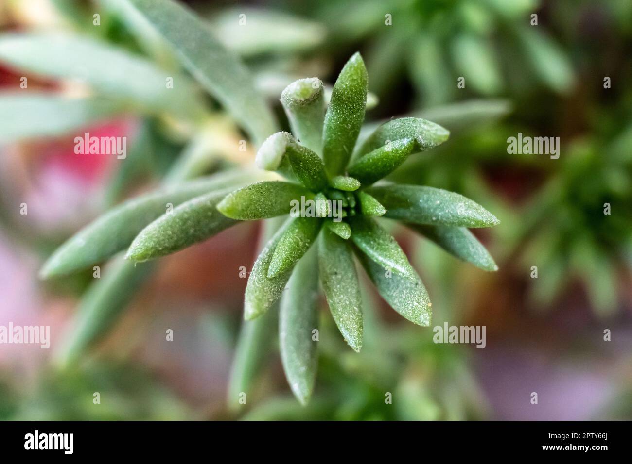 Fuoco selettivo dell'albero di crassula succulente isolato su sfondo sfocato. Coltivare Hobbit nella serra. Vista dall'alto dell'albero di Cactus Foto Stock