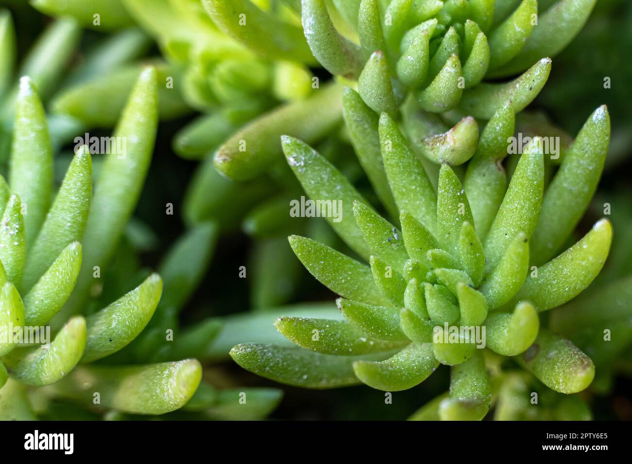 Piante succulente, Giardinaggio. Primo piano di una Crassula ovata Gollum. Fuoco selettivo dell'albero di crassula succulente isolato su sfondo sfocato. Coltiva Foto Stock