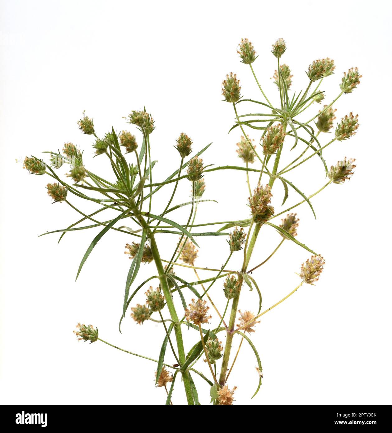 Fohsamen, afra plantago ist eine wichtige Heilpflanze und wird haeufig in der Medizin verwendet. Die Pfianze einjaehrig. Psillium nero, Afra pla Foto Stock