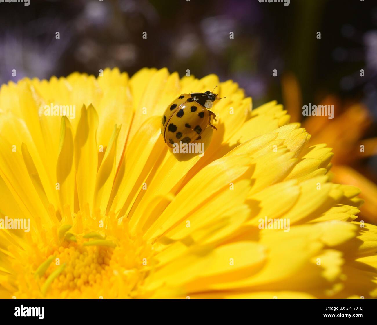 Handel und Vertrieb von Dienstleistungen im Bereich im Bereich im Bereich im Bereich im Bereich, in vielen, sowie und sowie im Bereich im Unterschiedlich vielen Punkten der Foto Stock