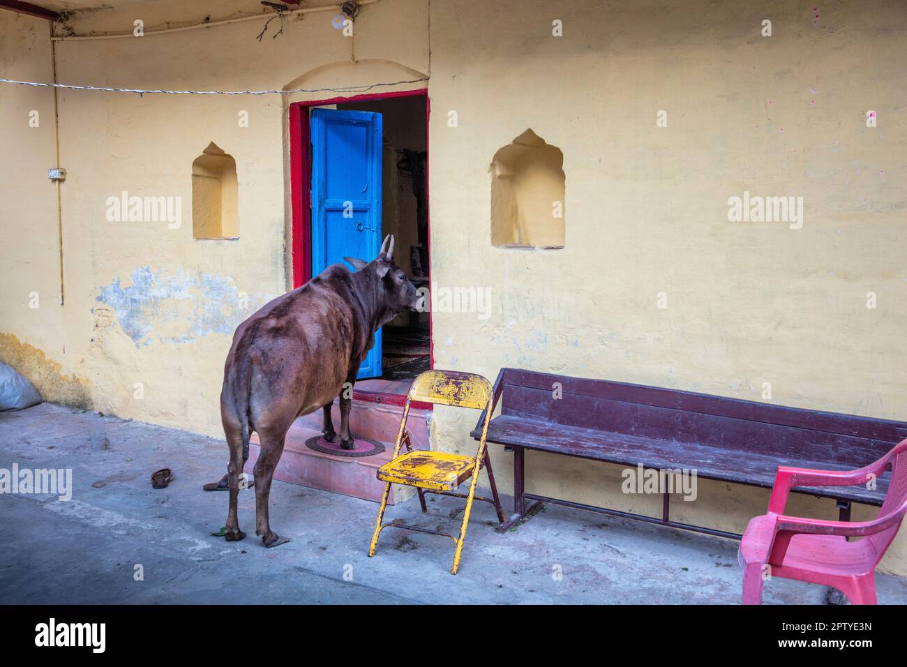 India, Uttarakhand, Rishikesh, vacca Santa alla porta di casa. Foto Stock